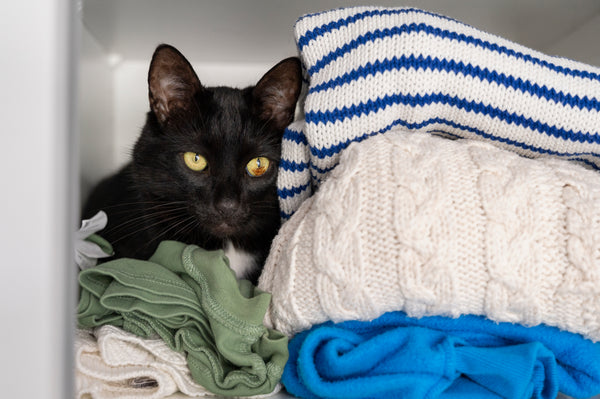 Communication Animale: Dévoiler les Causes de l'Urination Inappropriée Chez le Chat