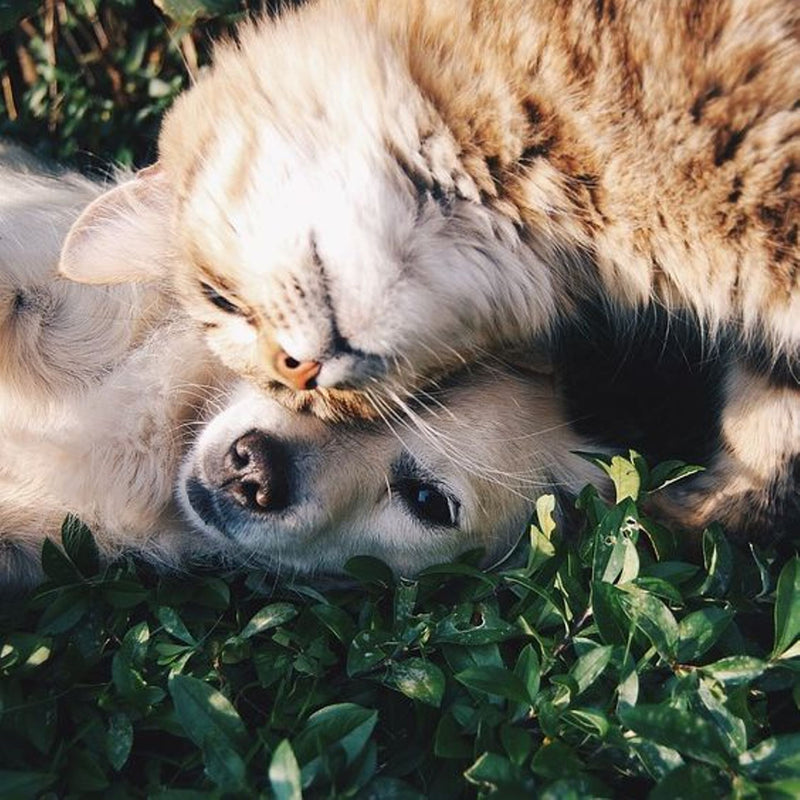 communication animale avec les chiens et les chats